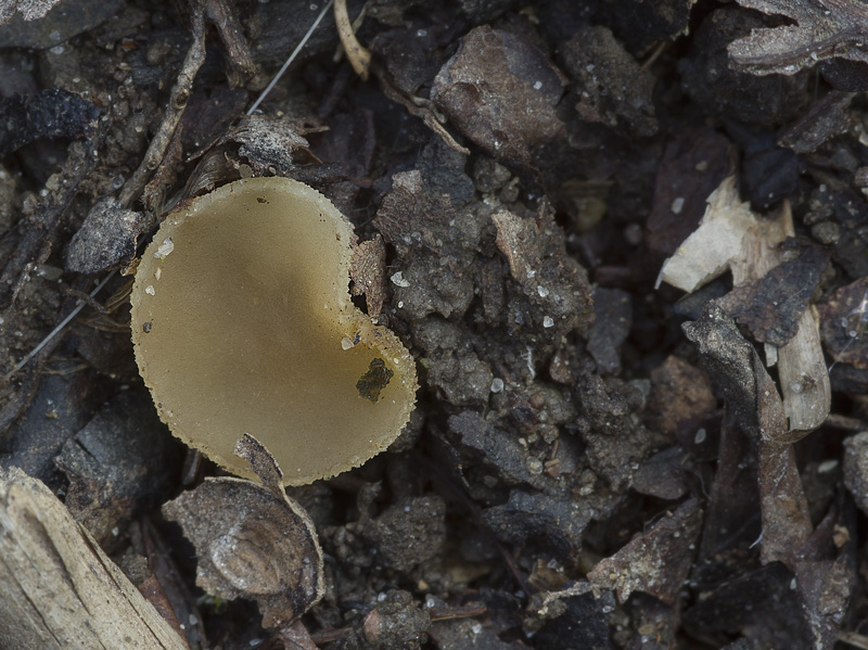 Peziza granularis
